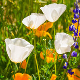 Pavot de Californie Ivory Castle - Willemse