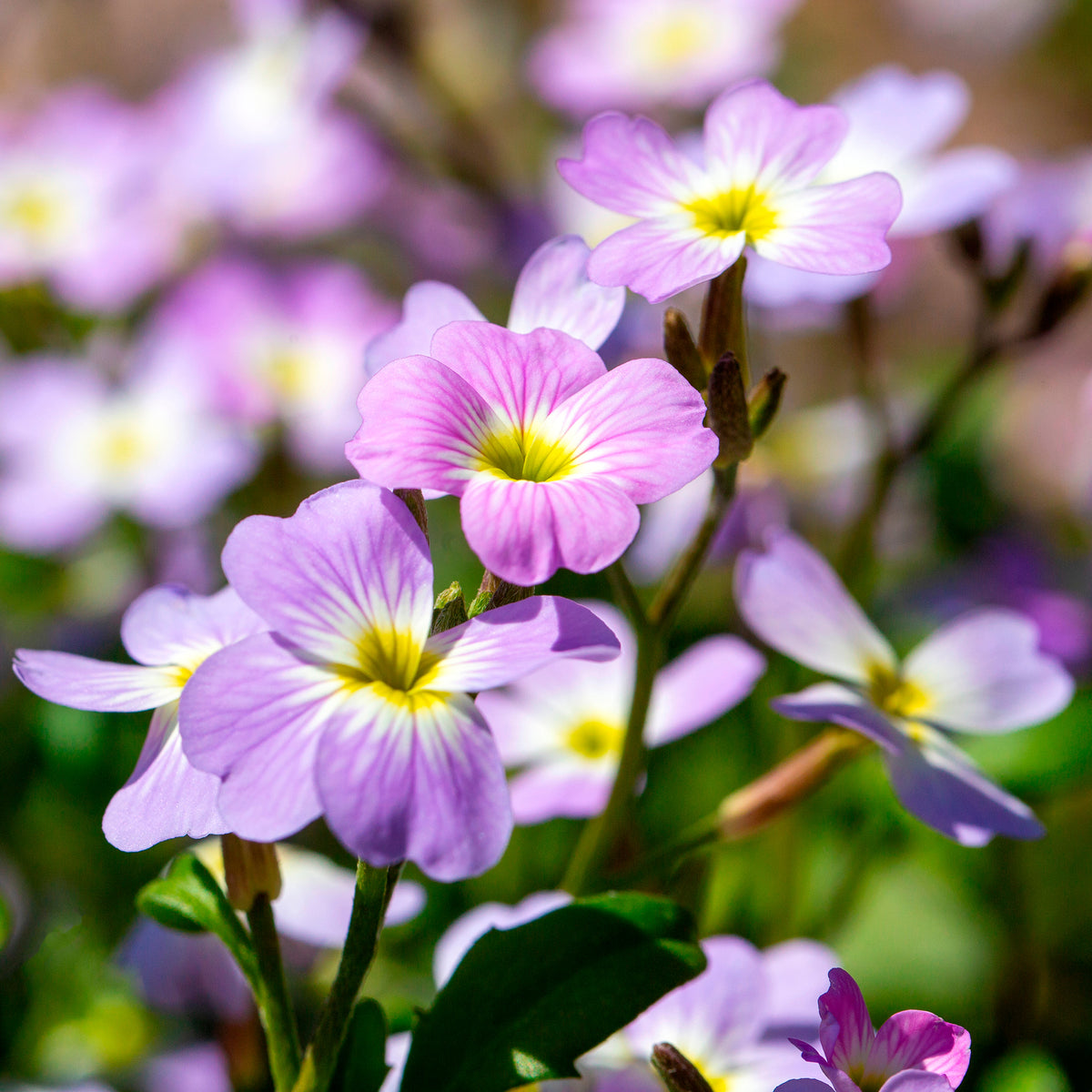 Julienne de Mahon - Willemse