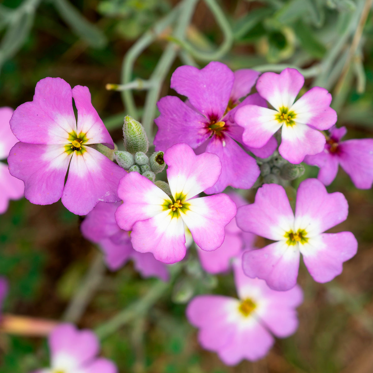 Julienne de Mahon - Malcolmia maritima - Willemse