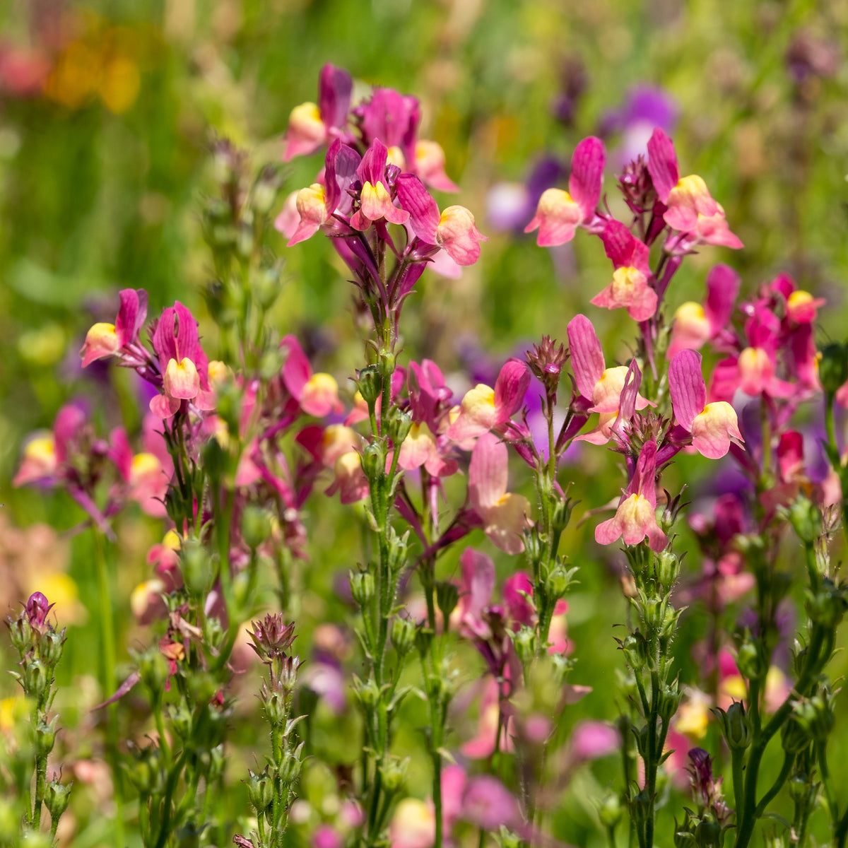 Linaria Northern Lights - Willemse