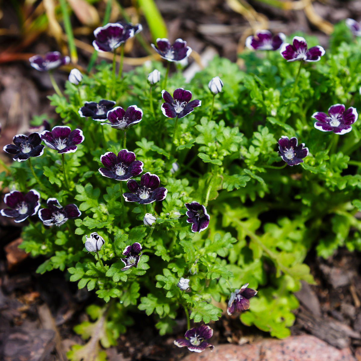 Nemophile Penny Black - Nemophila menziesii Penny Black - Willemse
