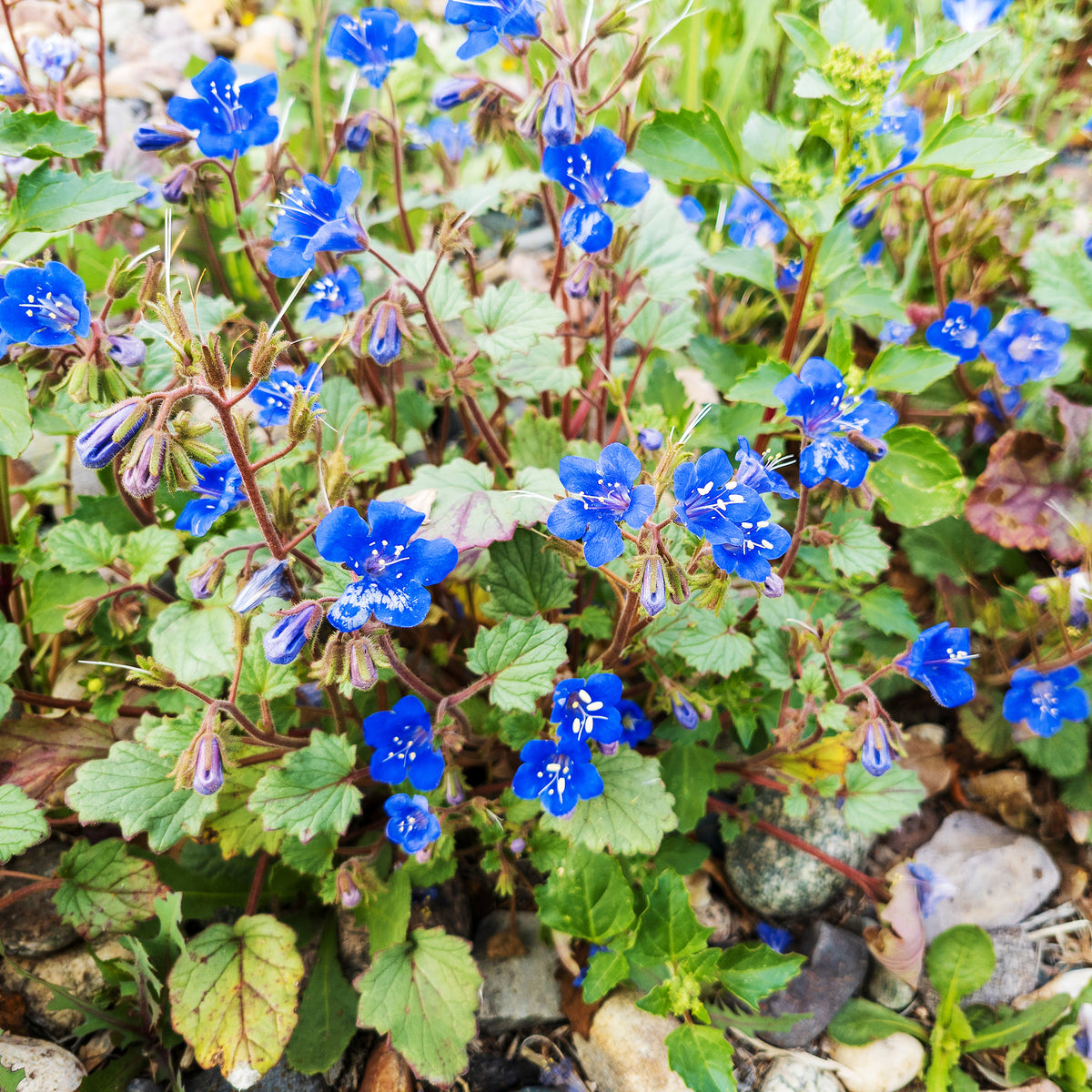 Phacelie Blue Bell