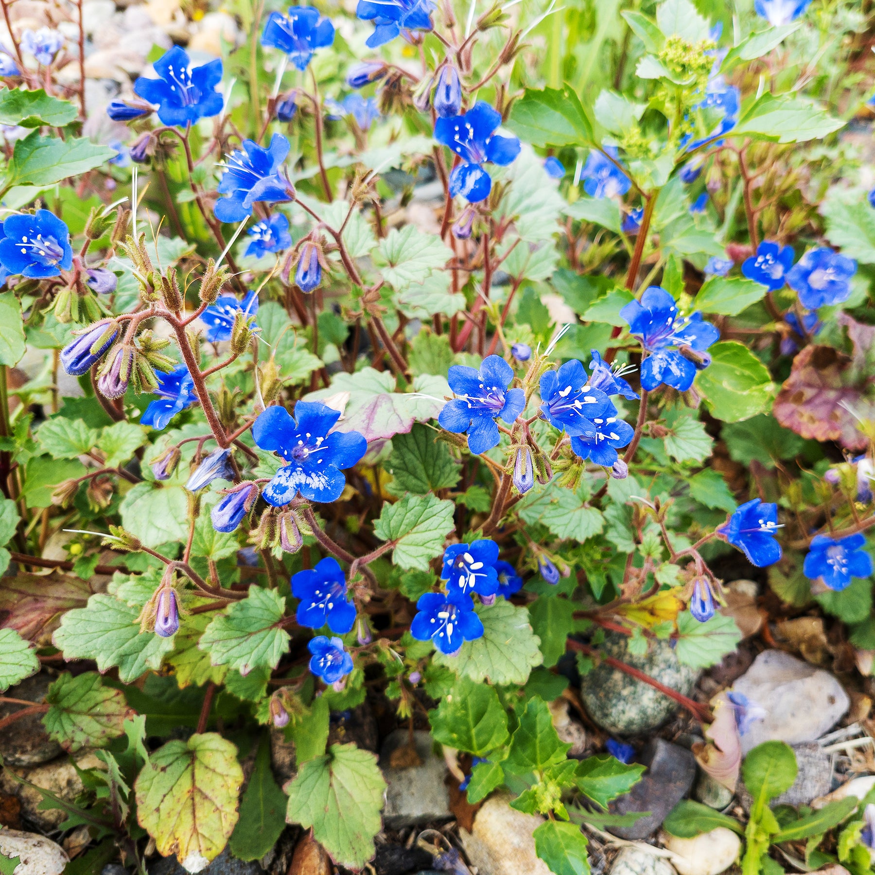 Phacelie Blue Bell