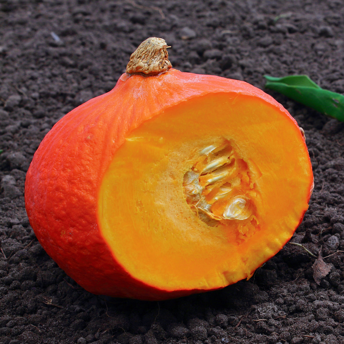 Potimarron Uchiki Kuri - Willemse