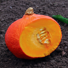 Potimarron Uchiki Kuri - Willemse