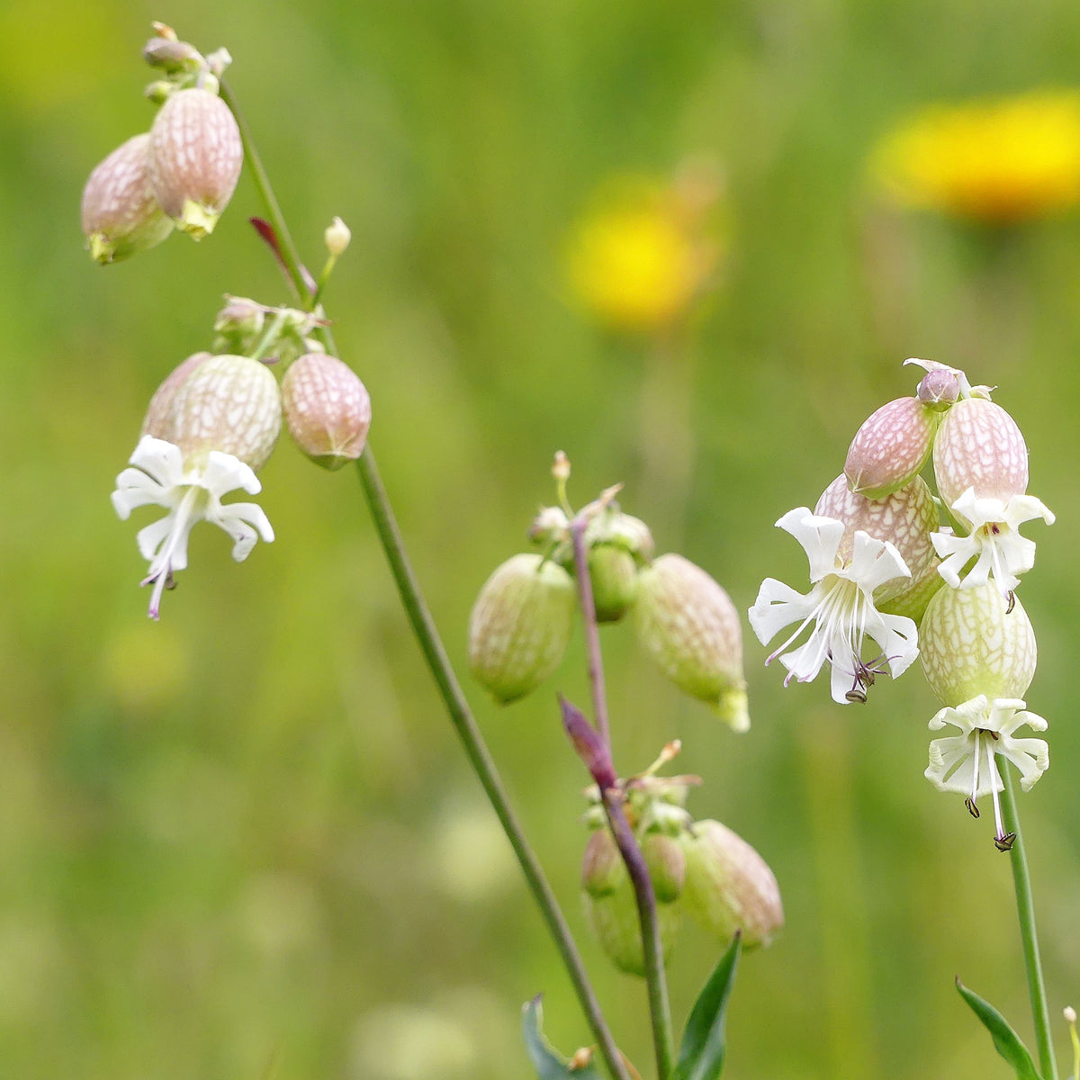 Silene enflé - Willemse