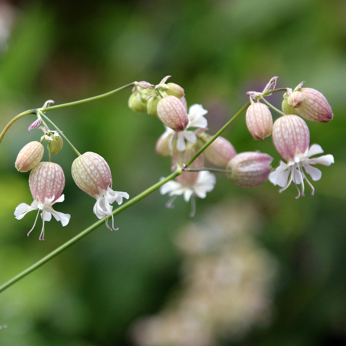 Silene enflé - Silene vulgaris - Willemse