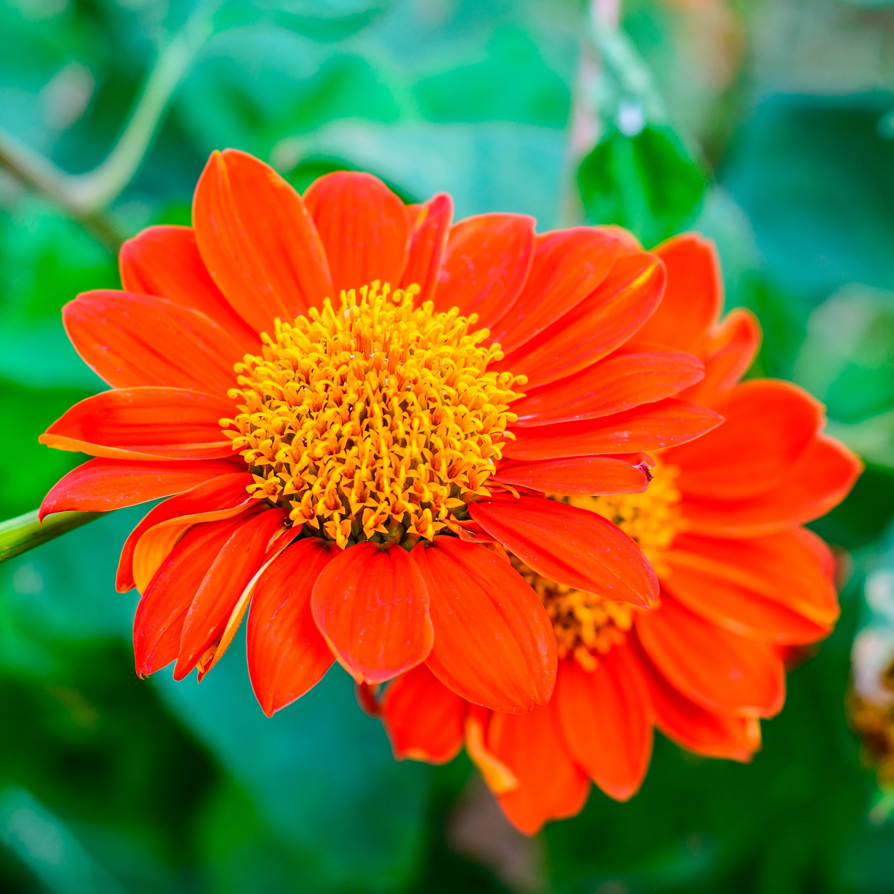 Tournesol du Mexique Torch - Willemse