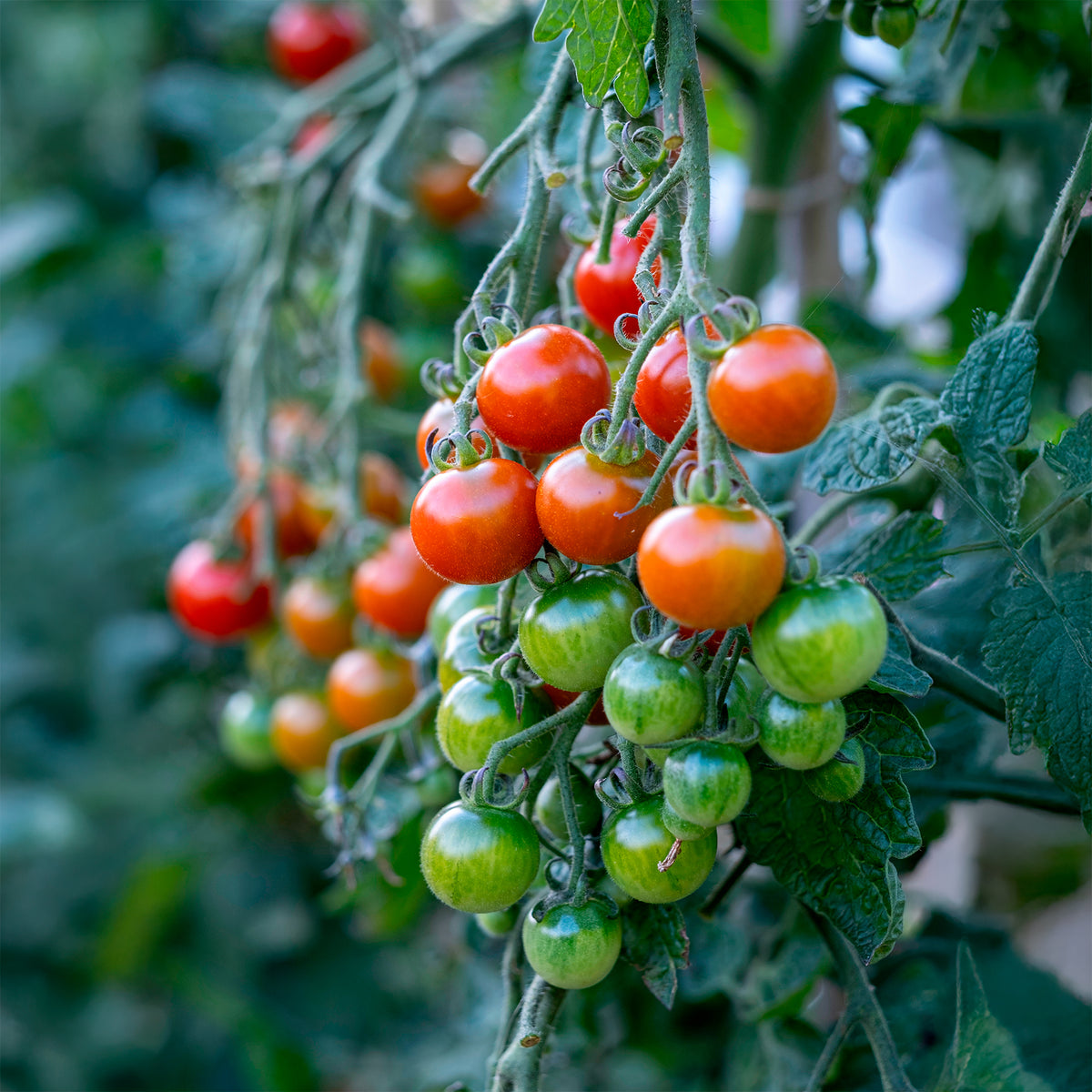 Tomate cerise Dlice du jardinier rcolte facile | Willemse