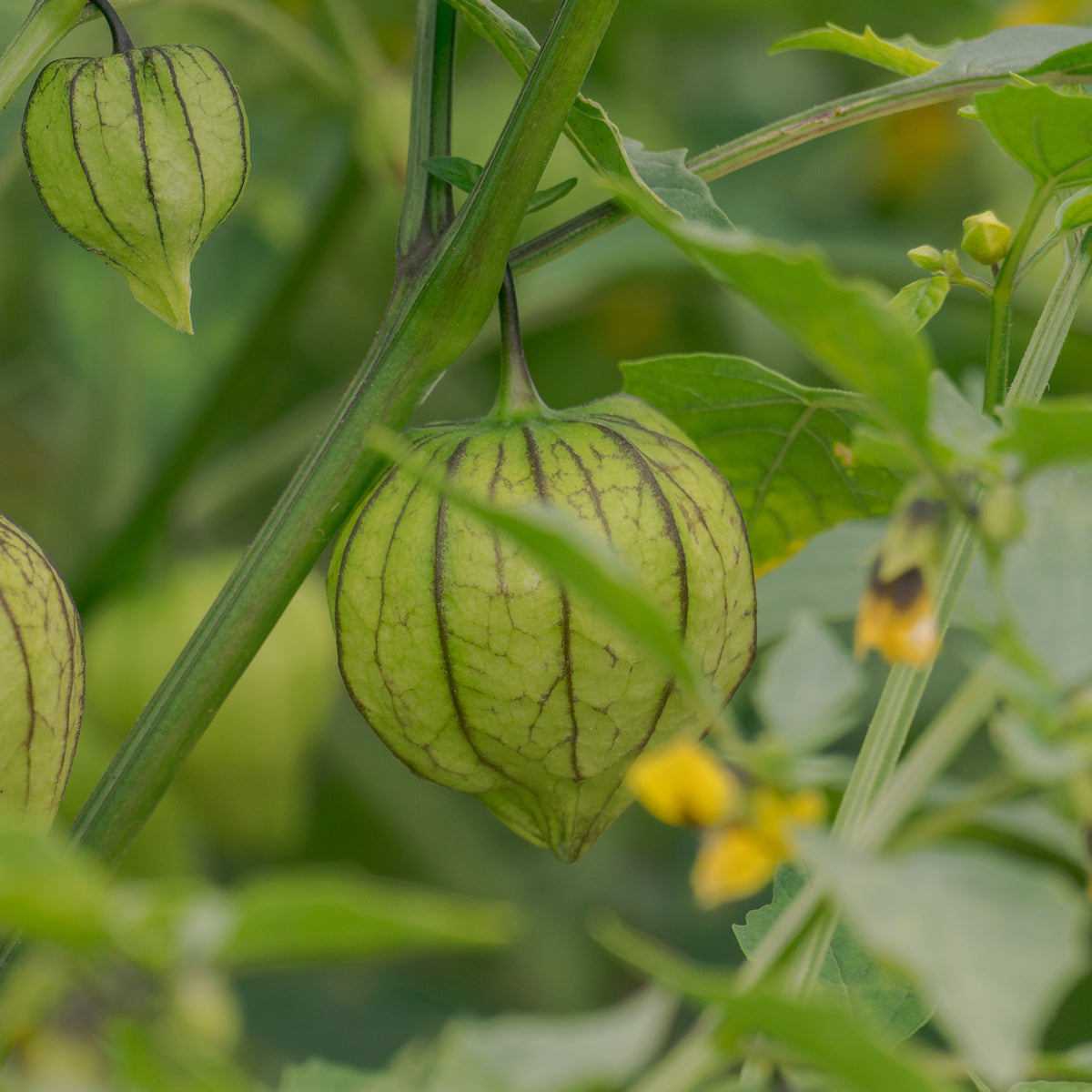 Tomatillo du  Mexique - Physalis ixocarpa - Willemse