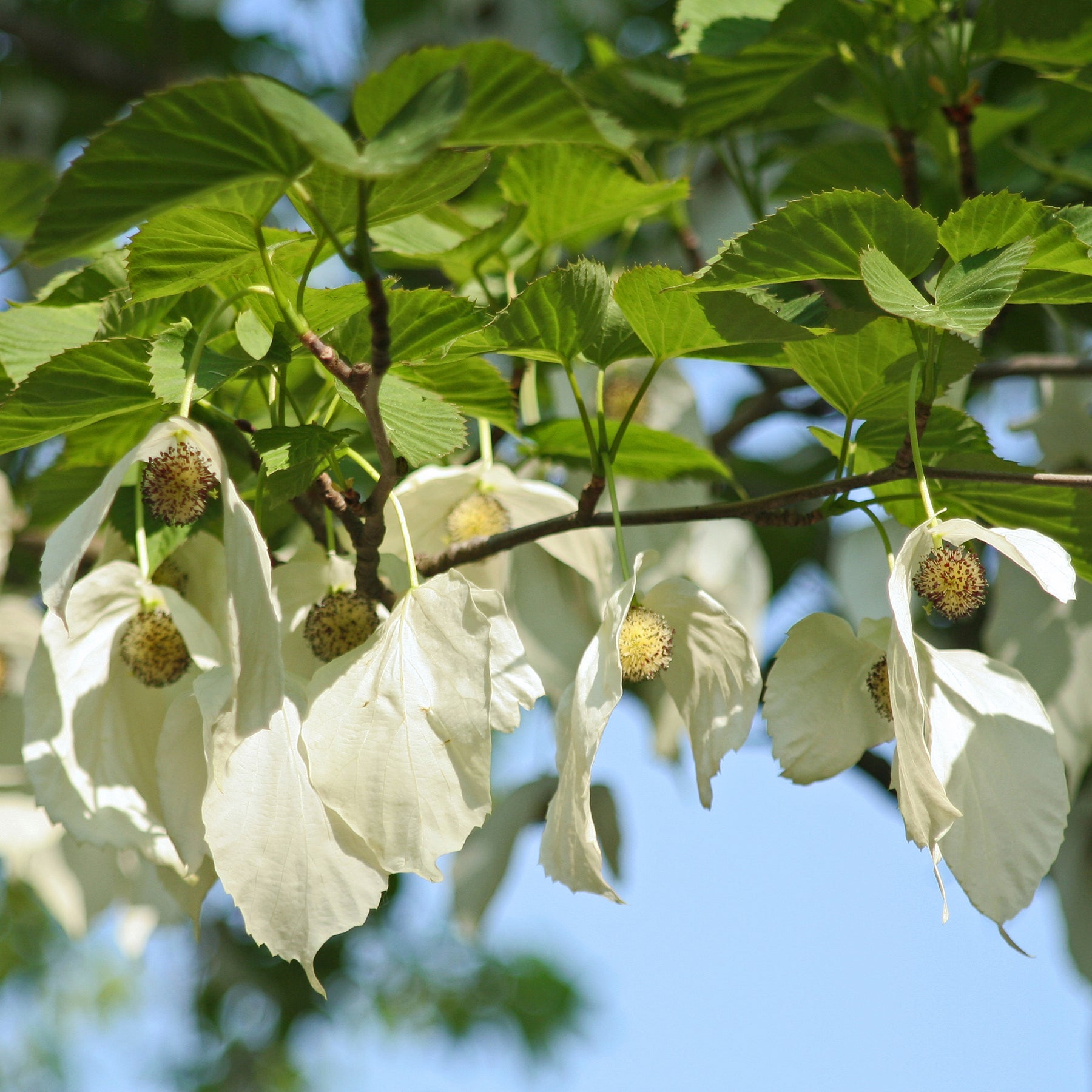 Davidia involucrata - Arbre aux mouchoirs - Arbres à fleurs