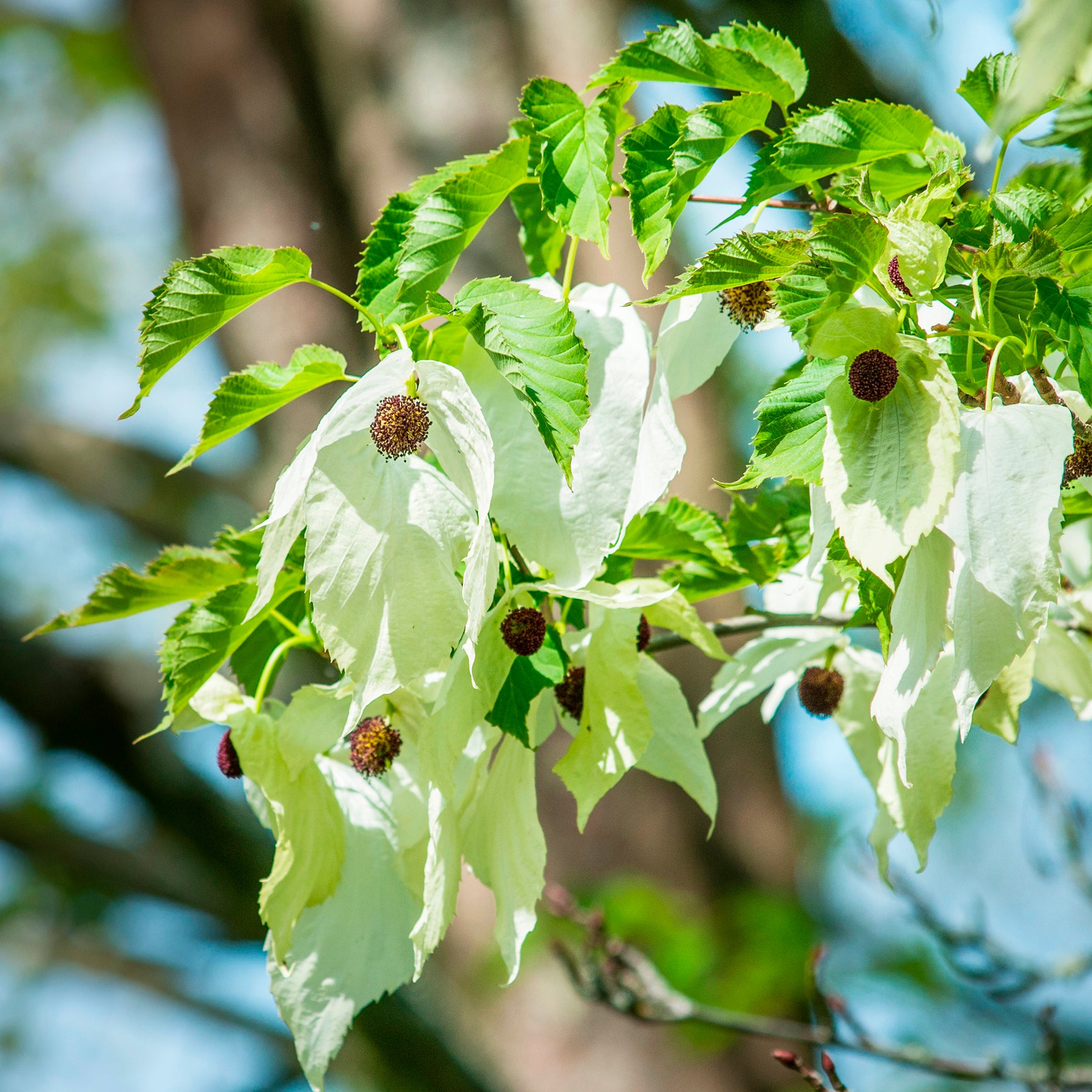 Arbres à fleurs - Arbre aux mouchoirs - Davidia involucrata