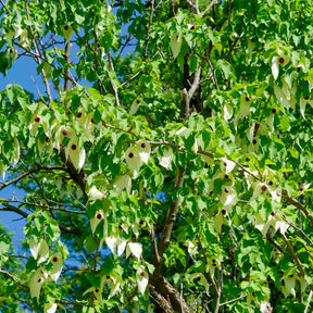 Arbre aux mouchoirs - Davidia involucrata - Willemse