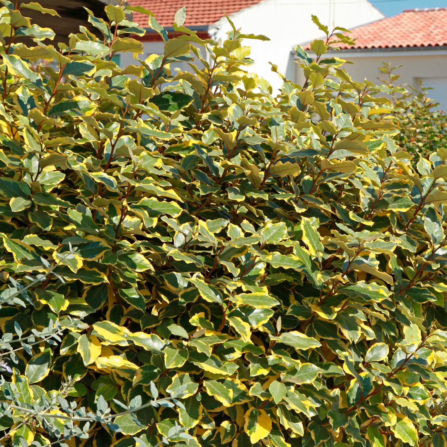 Elaeagnus ebbingei Viveleg - Chalef ebbingei Viveleg - Eleagnus