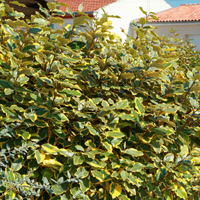 Elaeagnus ebbingei Viveleg - Chalef ebbingei Viveleg - Eleagnus