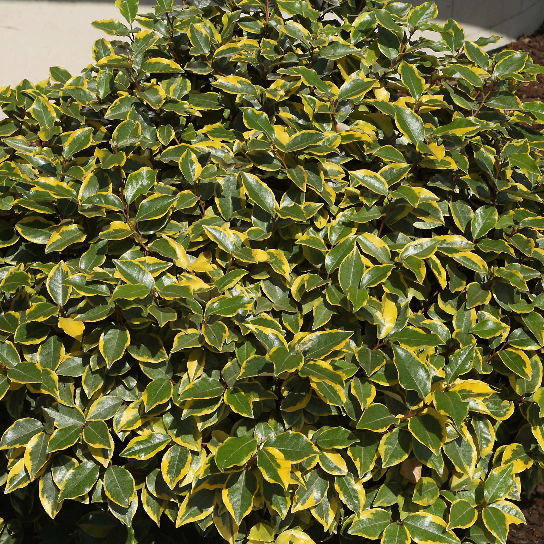 Eleagnus - Chalef ebbingei Viveleg - Elaeagnus ebbingei Viveleg