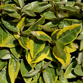 Chalef ebbingei Viveleg - Elaeagnus ebbingei Viveleg - Willemse