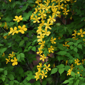 Kerria japonica Golden Guinea - Corête du Japon Golden Guinea - Arbustes à fleurs