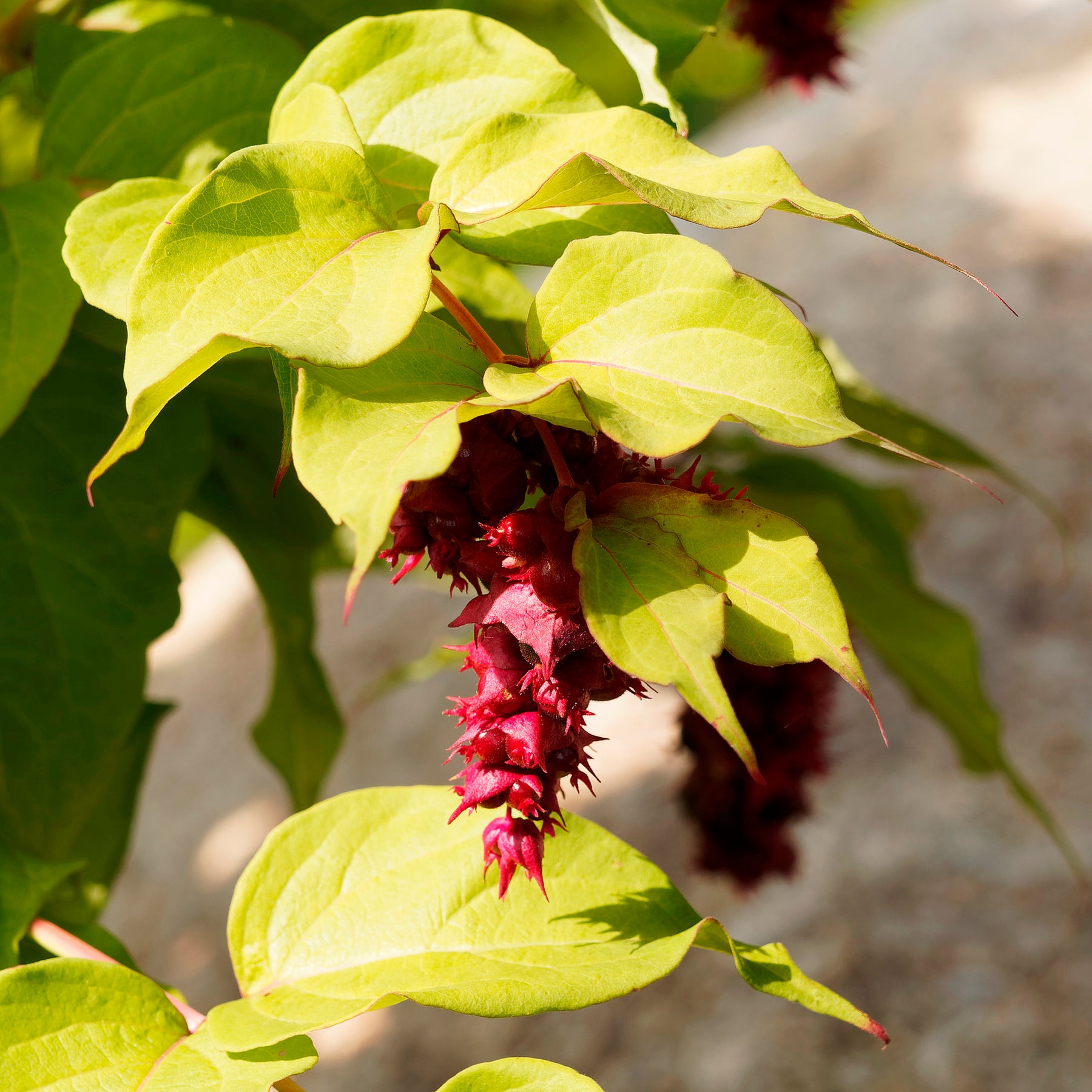 Arbre aux faisans Golden Lanterns - Leycesteria formosa Golden Lanterns - Willemse