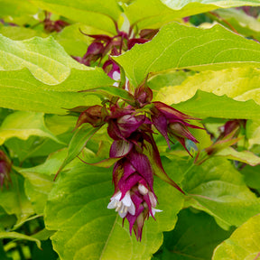 Leycesteria formosa Golden Lanterns - Arbre aux faisans Golden Lanterns - Arbustes à fleurs