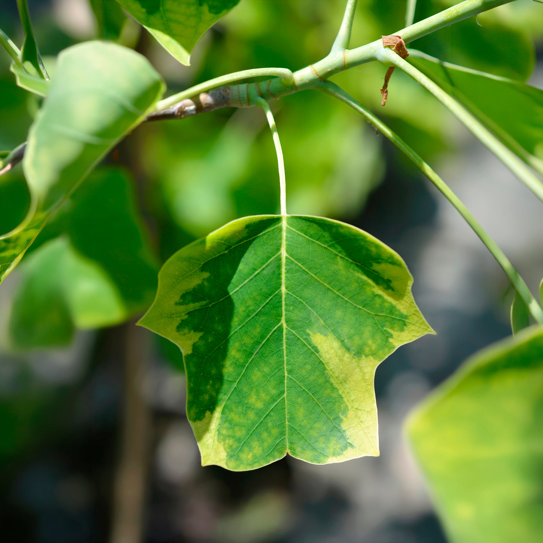 Tulipier de Virginie panaché - Liriodendron tulipifera Aureomarginata - Willemse