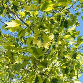 Liriodendron tulipifera Aureomarginata - Tulipier de Virginie panaché - Arbres à fleurs