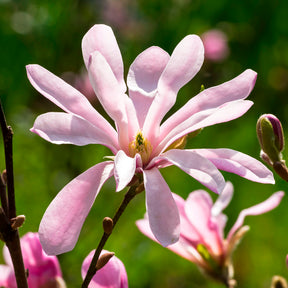 Magnolia Leonard Messel - Magnolia loebneri Leonard Messel - Willemse