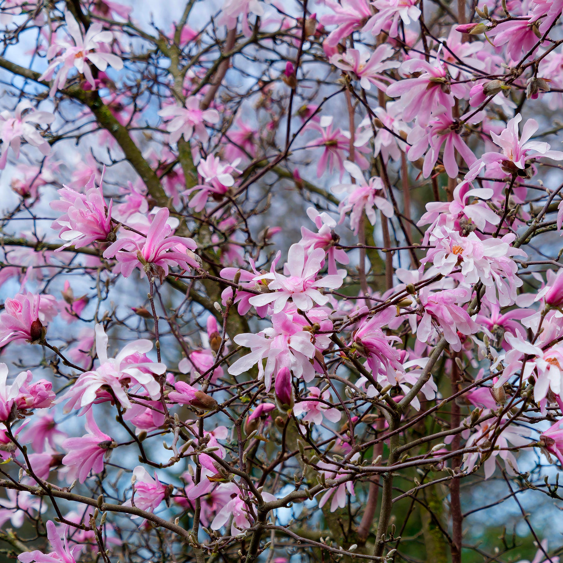 Magnolia loebneri Leonard Messel - Magnolia Leonard Messel - Magnolias