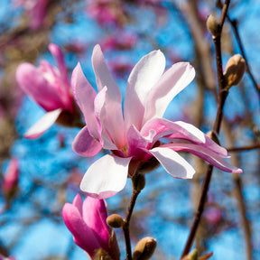 Magnolias - Magnolia Leonard Messel - Magnolia loebneri Leonard Messel