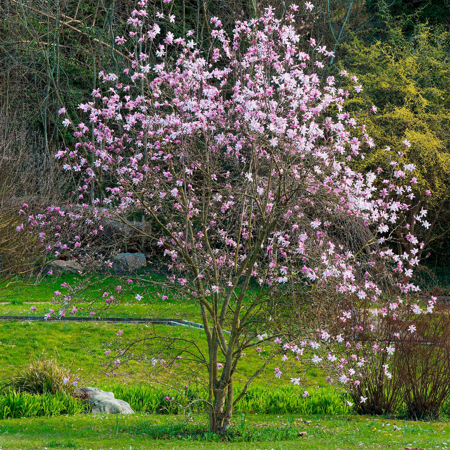 Magnolia Leonard Messel - Willemse