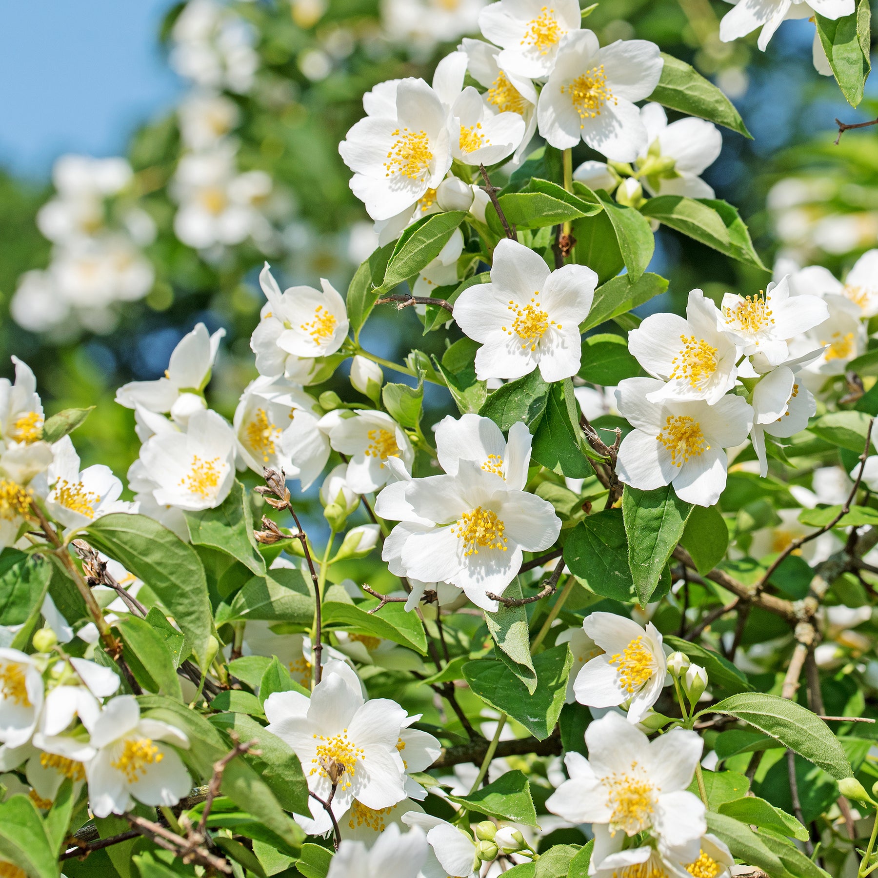 Seringat des jardins - Philadelphus coronarius - Willemse