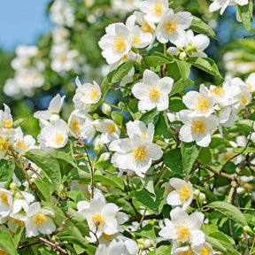 Seringat des jardins - Philadelphus coronarius - Willemse