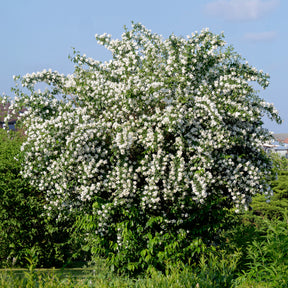 Philadelphus coronarius - Seringat des jardins - Seringats
