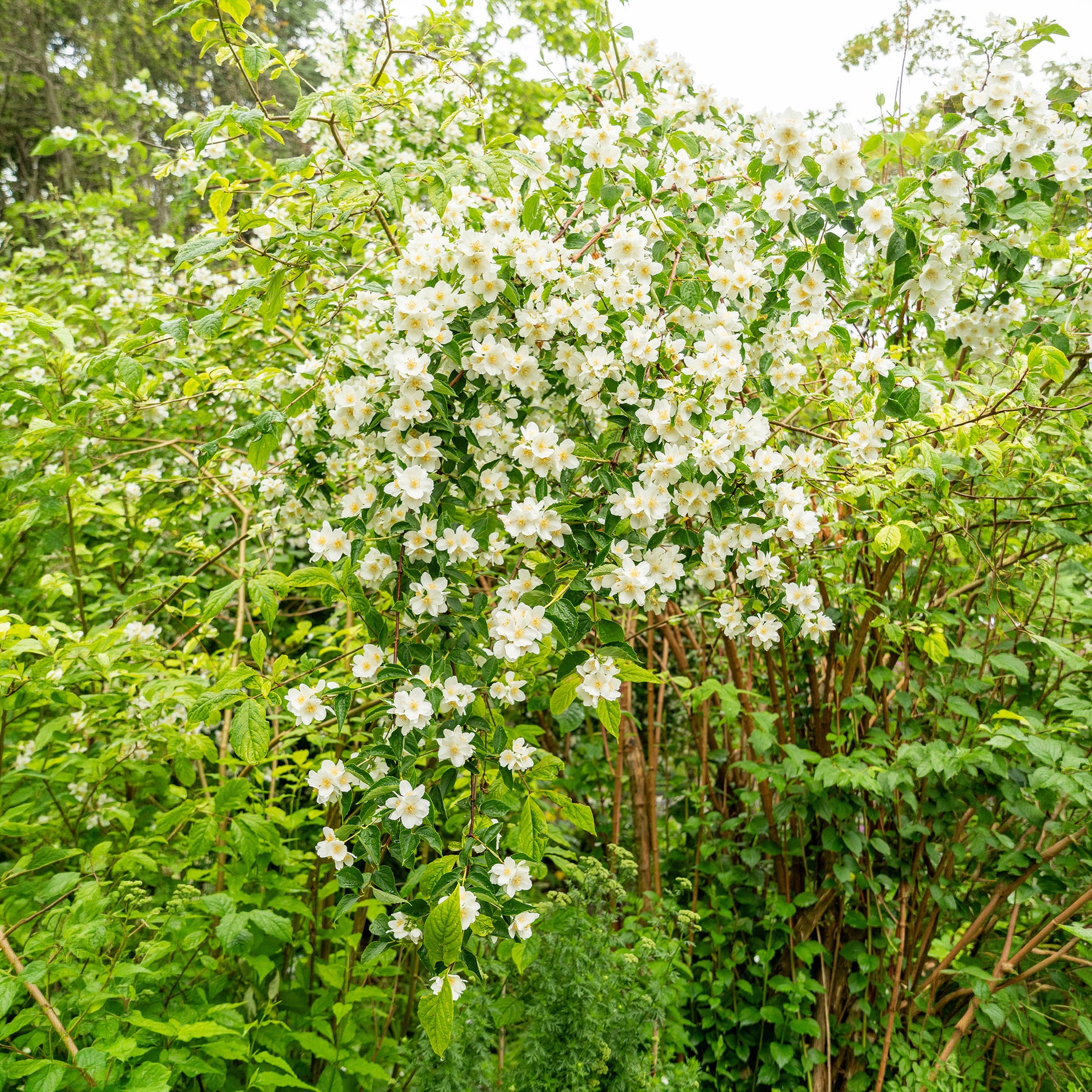 Seringats - Seringat des jardins - Philadelphus coronarius