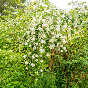 Seringats - Seringat des jardins - Philadelphus coronarius