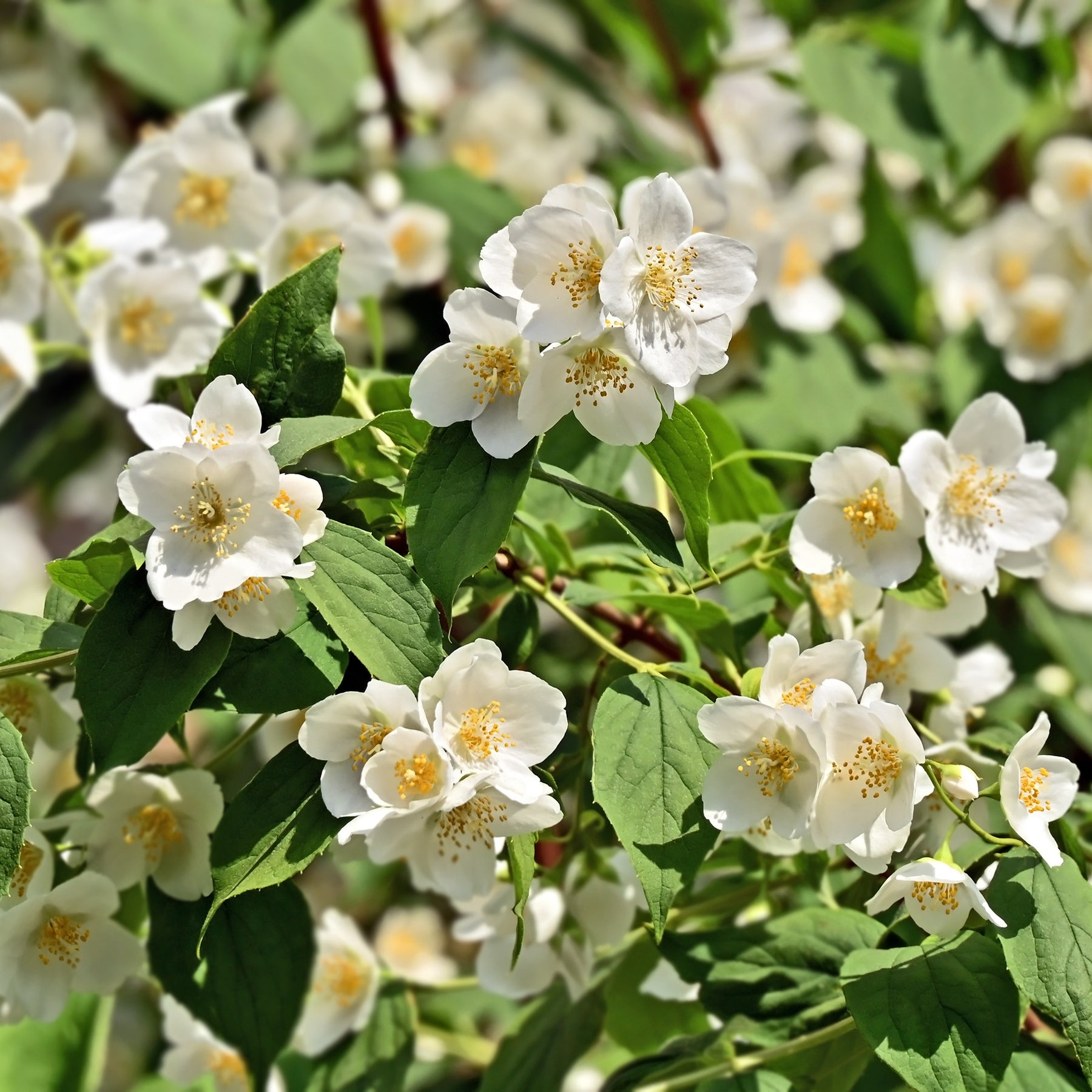 Vente Seringat des jardins - Philadelphus coronarius