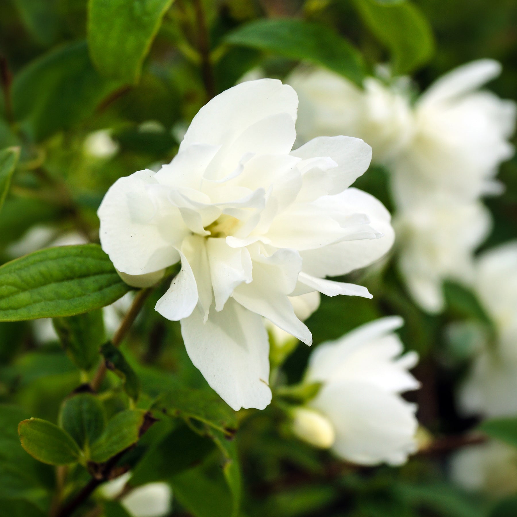 Seringat Snowbelle - Willemse
