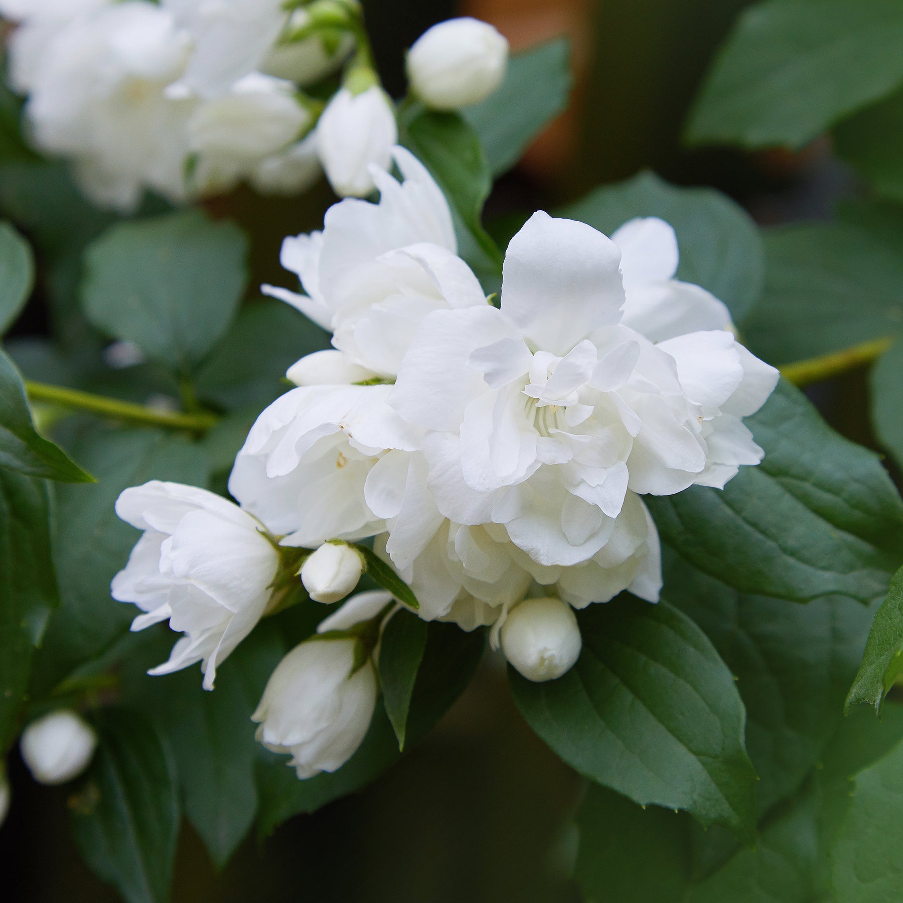 Seringat Snowbelle - Philadelphus Snowbelle - Willemse
