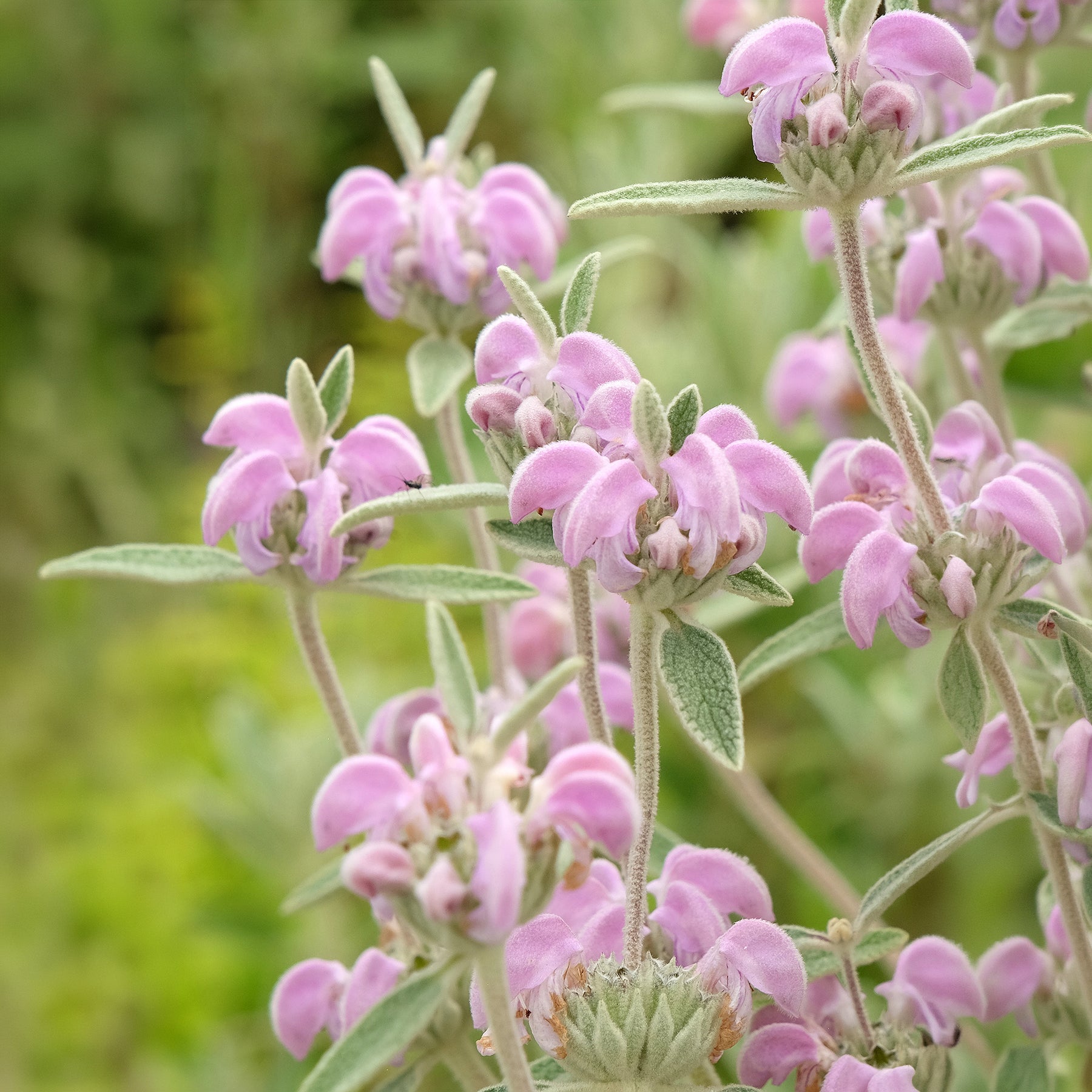 Sauge de Jérusalem pourpre - Phlomis purpurea - Willemse