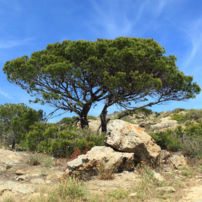 Pin d’Alep - Willemse