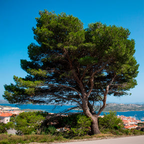 Pinus halepensis - Pin d’Alep - Pin