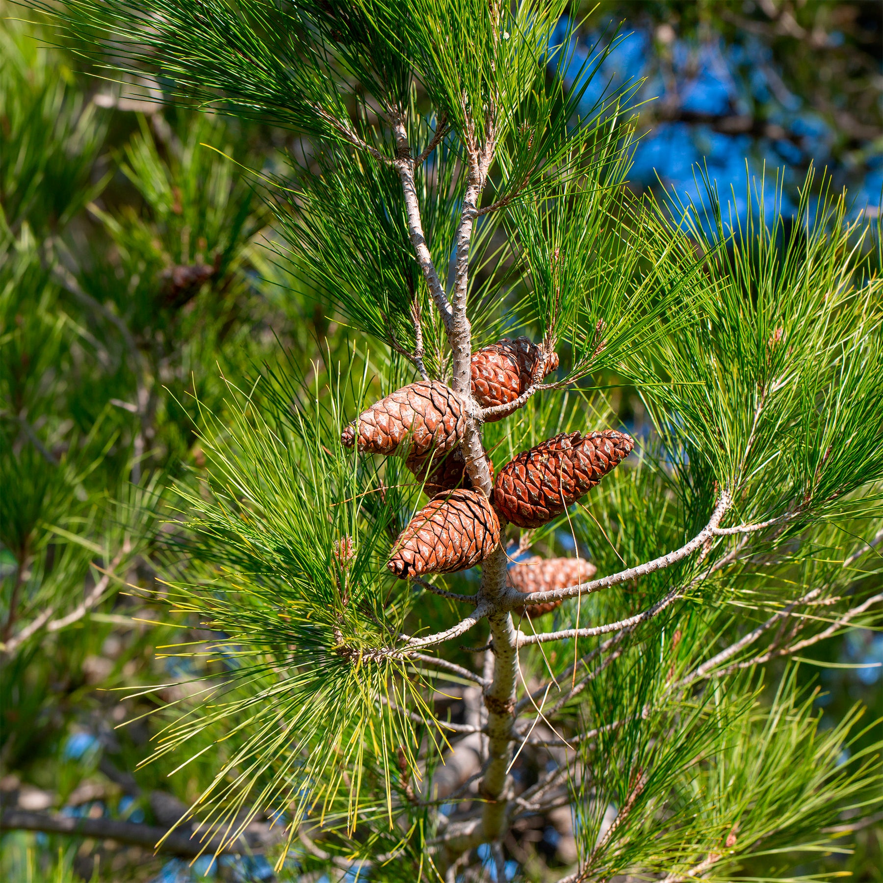 Pin d’Alep - Pinus halepensis - Willemse