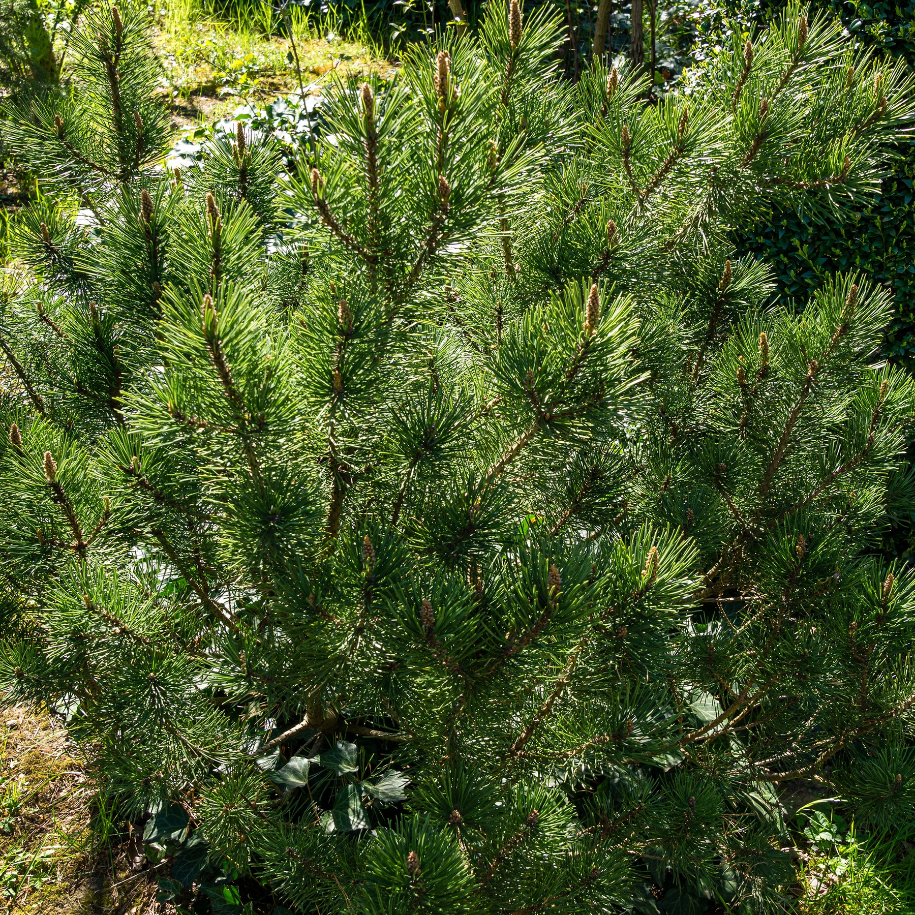 Pin de montagne nain Pumilio - Pinus mugo Pumilio - Willemse