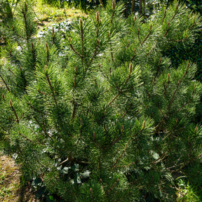 Pin de montagne nain Pumilio - Pinus mugo Pumilio - Willemse