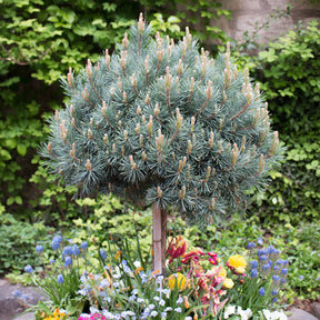 Pin sylvestre Watereri - Pinus sylvestris Watereri - Willemse