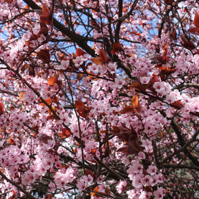 Prunier à fleurs - Willemse