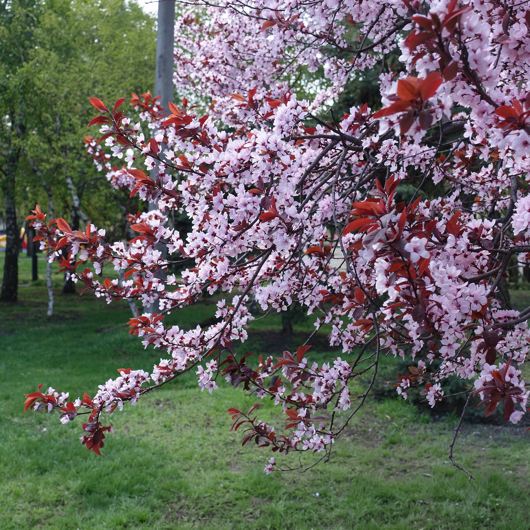 Arbres à fleurs - Prunier à fleurs - Prunus cerasifera Atropurpurea