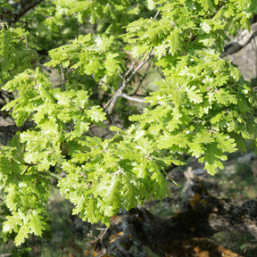 Chêne pubescent - Quercus pubescens - Willemse