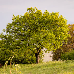 Quercus pubescens - Chêne pubescent - Chêne