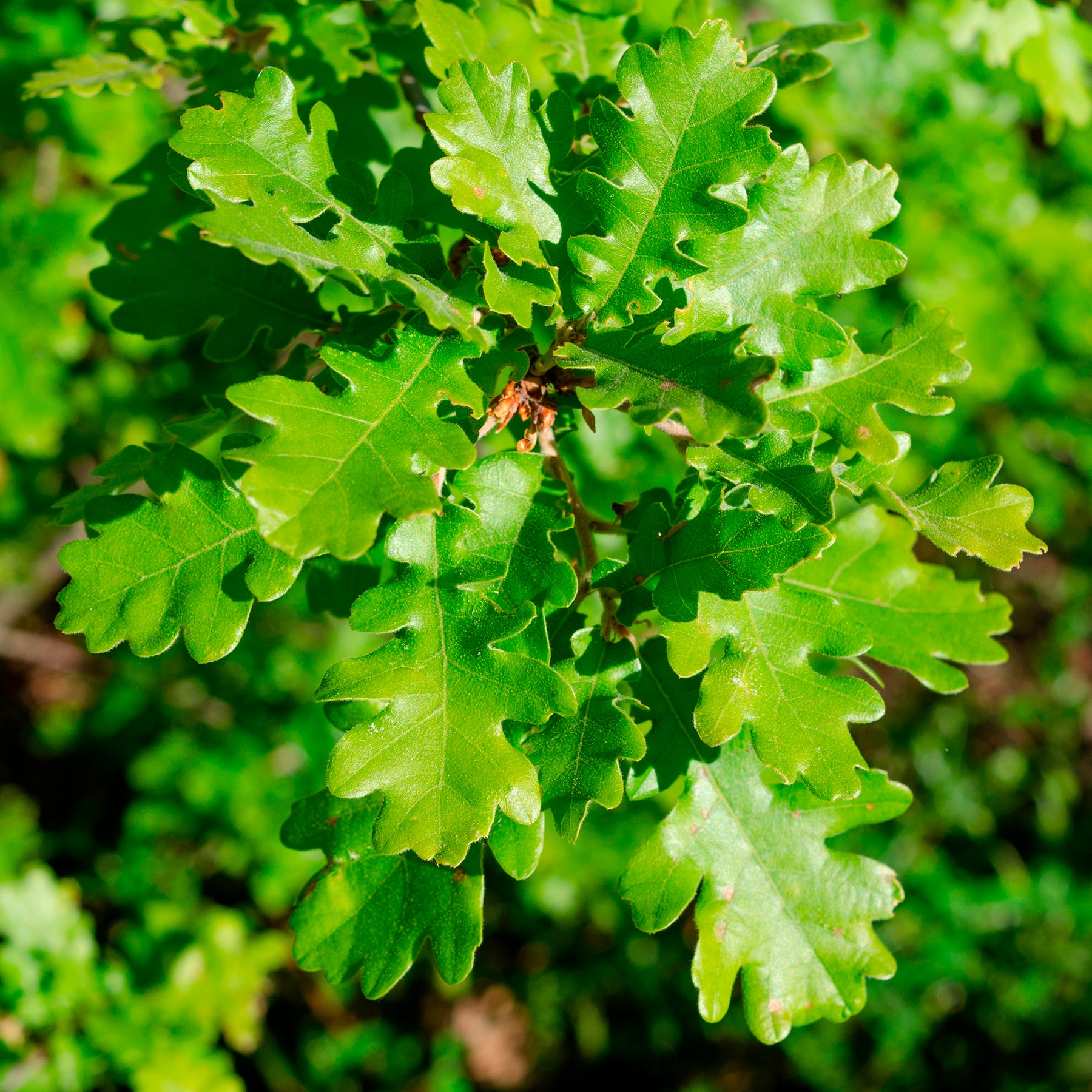 Chêne - Chêne pubescent - Quercus pubescens